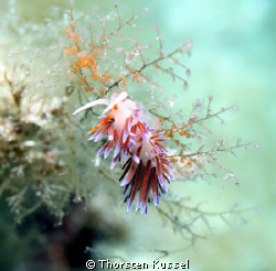 I took this picture at Menorca with a Canon EOS 450D in a... by Thorsten Kussel 